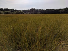 Schoenoplectus torreyi