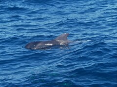 Globicephala macrorhynchus