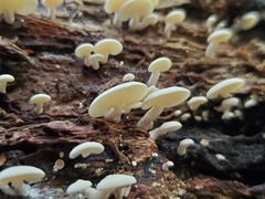 Panellus pusillus