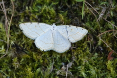 Stegania trimaculata