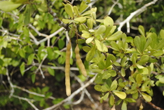 Capparis cynophallophora