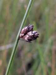 Schoenoplectus torreyi
