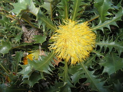 Banksia armata