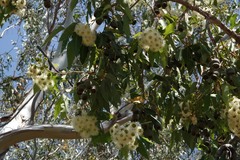 Corymbia calophylla
