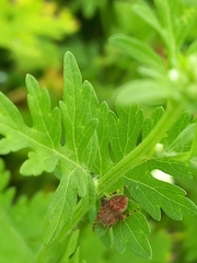 Neoscona