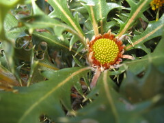 Banksia armata