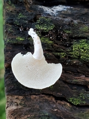 Panellus pusillus