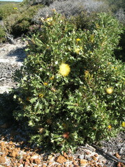 Banksia armata