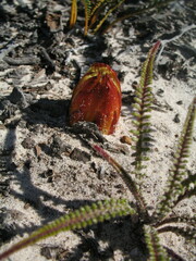 Banksia obtusa