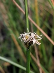 Schoenoplectus torreyi