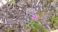 Centaurea nigra