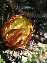 Banksia obtusa