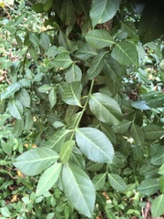 Euonymus fortunei