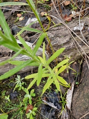 Pseudognaphalium macounii