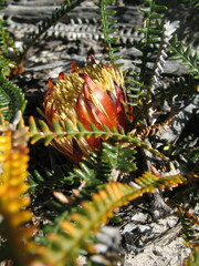 Banksia obtusa
