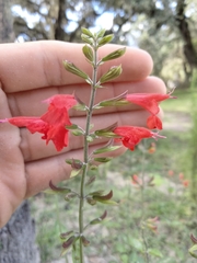 Salvia coccinea