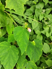 Begonia grandis sinensis