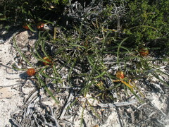 Banksia obtusa