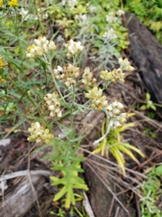 Pseudognaphalium macounii