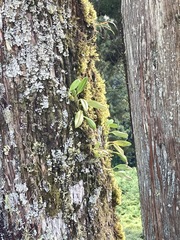 Bulbophyllum pectinatum