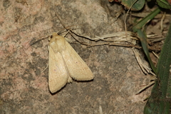 Mythimna vitellina