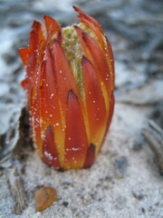 Banksia obtusa