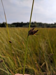 Schoenoplectus torreyi