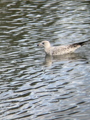 Laridae