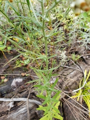 Pseudognaphalium macounii