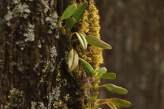 Bulbophyllum pectinatum