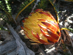 Banksia obtusa