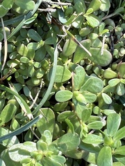 Portulaca oleracea