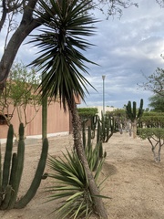 Yucca valida
