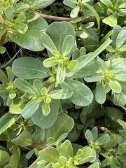 Portulaca oleracea