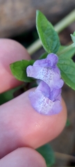 Scutellaria