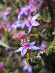 Calytrix leschenaultii