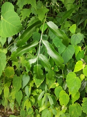 Dryopteris sieboldii