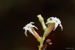 Heliotropium messerschmidioides