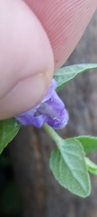 Scutellaria