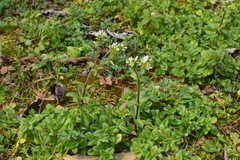 Cerastium glomeratum