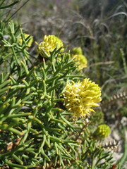 Petrophile divaricata
