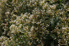 Heliotropium messerschmidioides