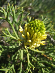 Petrophile divaricata