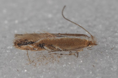 Cremastobombycia