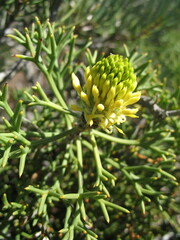 Petrophile divaricata