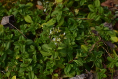 Cerastium glomeratum