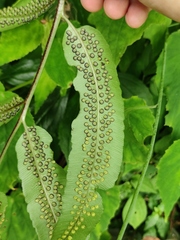 Dryopteris sieboldii