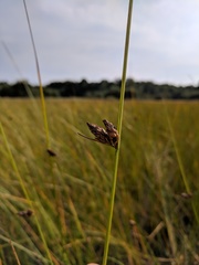 Schoenoplectus torreyi