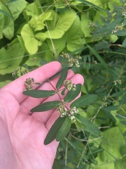 Euphorbia hypericifolia