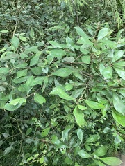 Actinodaphne mushaensis